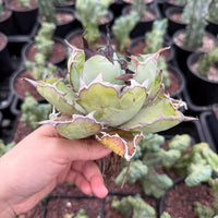A hand holding a large, green cactus plant with a distinctive shape and texture.
