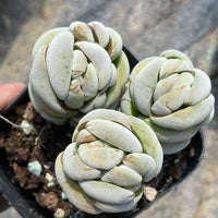 A person's hands holding a black tray with three white succulent plants arranged on it.