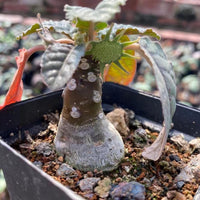 A small potted plant with a unique, spotted stem and green leaves, situated in a black pot filled with soil.