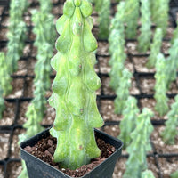 A hand is holding a small potted cactus plant with a green, spiny appearance. The cactus is surrounded by rows of similar plants, creating a background that appears to be a greenhouse or nursery setting.
