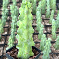 A close-up image of a small cactus plant in a black pot, with a background of more similar cacti plants.