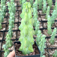 A hand is holding a small potted cactus plant with a unique, spiky appearance.