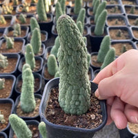 A hand is holding a small potted cactus plant with a textured, spiny appearance.