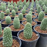 a collection of potted cacti arranged in rows, with each cactus having a unique shape and size. The cacti are placed in black pots filled with a mixture of soil and small rocks.