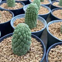 a collection of potted cacti arranged in rows, with each cactus having a unique shape and size. The cacti are placed in black pots filled with a mixture of soil and small rocks. The arrangement creates a visually appealing display of various cactus species.
