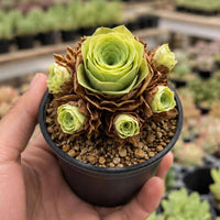 A hand is holding a small potted succulent plant with a large, vibrant green rose-like flower at the center.