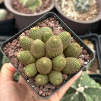 A hand is holding a small square pot filled with green cacti, surrounded by other potted plants in the background.
