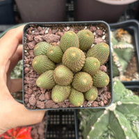 A hand is holding a small square pot containing a group of small, green cacti with a reddish-brown soil bed.