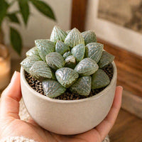 A hand holding a white ceramic pot containing a small succulent plant with green, spiky leaves.