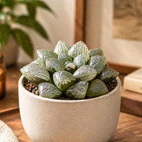 A potted succulent plant with green, spiky leaves sits on a wooden surface, surrounded by other plants and decorative items.