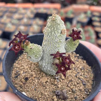 A close-up image of a small cactus plant with purple flowers, held in a black pot.