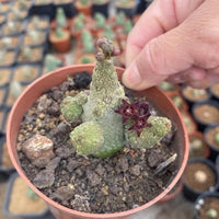A hand is holding a potted cactus plant with purple flowers, which is placed on a bed of dirt.