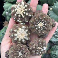 A hand holding several cactus plants with a mix of brown and white spines.