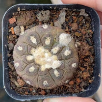 A close-up image of a cactus plant in a black pot, with a textured surface and small white spots.