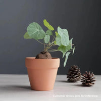 a small potted plant sitting next to a pine cone