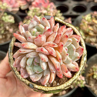 A hand is holding a potted succulent plant with pink and white flowers, surrounded by other potted plants in the background.