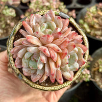 A hand is holding a potted succulent plant with pink and white flowers, surrounded by other potted plants in the background.
