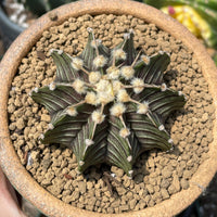 Rare Cactus - Gymnocalycium Mihanovichii LB2178