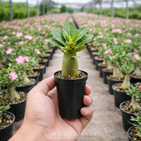 A hand holding a small potted succulent plant in a greenhouse filled with rows of similar potted plants.
