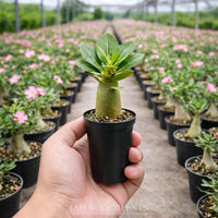 A hand holding a small potted succulent plant in a greenhouse filled with rows of similar potted plants.