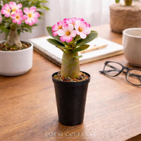 A potted succulent plant with pink flowers sits on a wooden desk, accompanied by a pair of glasses and a notebook.