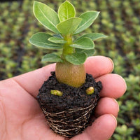 A hand is holding a small potted plant with a face made of soil and leaves.