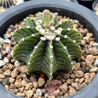 A cactus plant with a large, spiky green leaf and small white flowers is displayed in a black pot filled with small rocks.