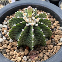 A cactus plant with green, spiky leaves and white flowers is displayed in a black pot filled with small rocks.