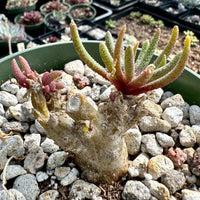 A potted succulent plant with long, thin leaves and a reddish-brown stem is the main focus of the image. The plant is surrounded by small rocks and appears to be in a garden or nursery setting.