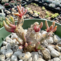 A potted succulent plant with long, spiky leaves and pink and green stems is displayed in a green pot, surrounded by rocks.