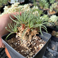 A hand is holding a small potted succulent plant with long, thin leaves and a brown stem.