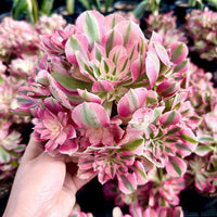 A hand is holding a cluster of vibrant pink and green succulent plants, surrounded by other similar plants in the background.