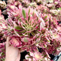 A hand is holding a cluster of pink and green succulent plants, surrounded by more of the same type of plants.