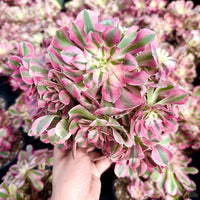 A hand is holding a bunch of pink and green succulent plants, surrounded by other similar plants in the background.