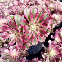 a close-up view of a vibrant, multi-colored succulent plant with pink and green leaves. The plant is the main focus of the image, surrounded by other similar plants in the background.