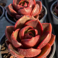 a close-up view of a vibrant red succulent plant with multiple layers of leaves, arranged in a row of small pots.
