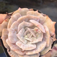 A close-up image of a delicate, pale pink succulent flower held in someone's hand.
