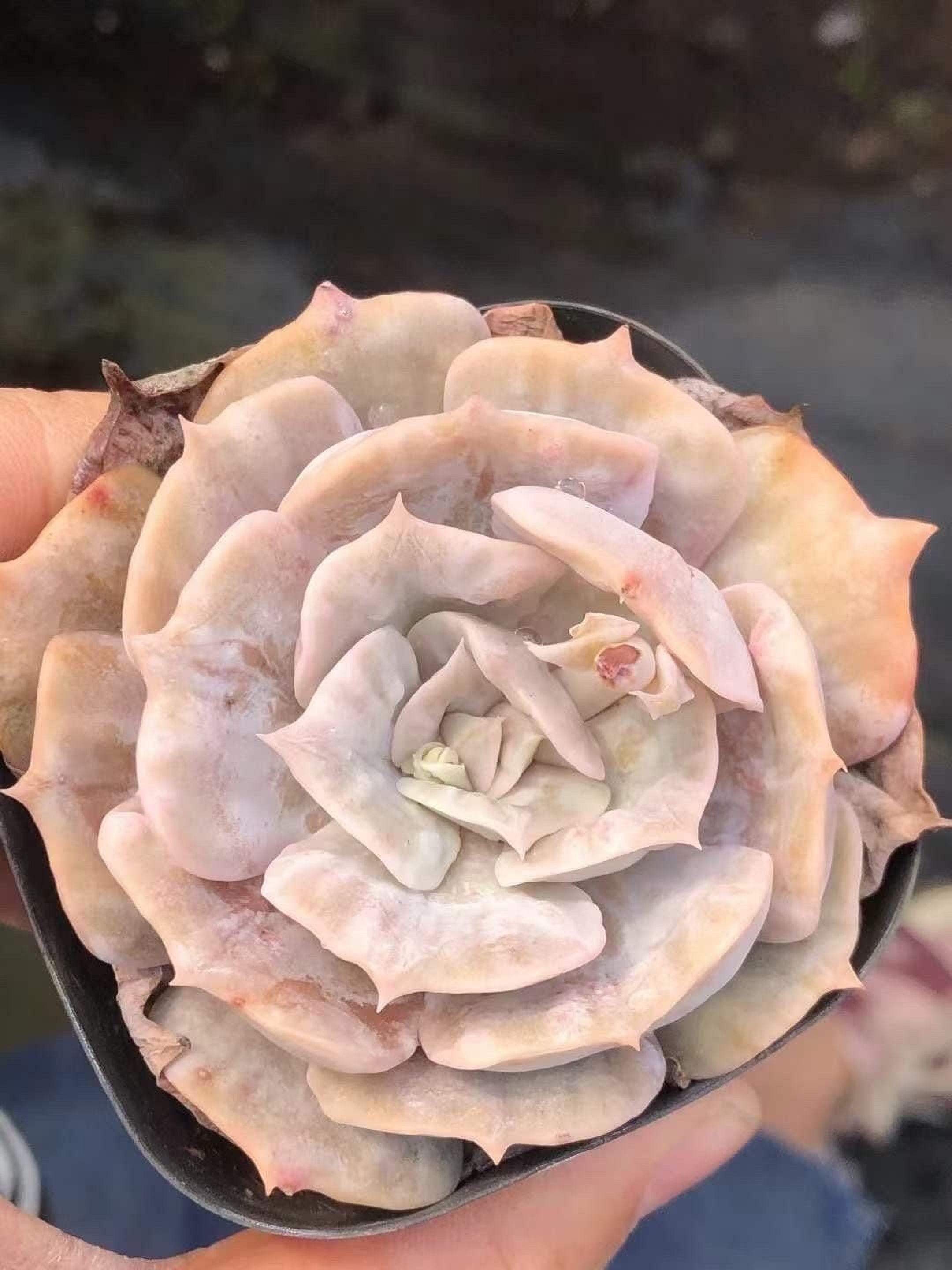 Rare Succulents - Echeveria Marvel (2”-3”)– 1am Succulents
