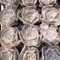 a collection of large, white succulent plants arranged in a grid-like pattern.