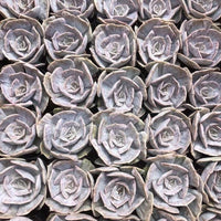 a close-up view of numerous succulent plants arranged in a grid-like pattern.