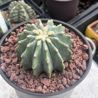 A close-up image of a cactus plant in a pot, with a rocky soil bed and a blurred background of other cacti.