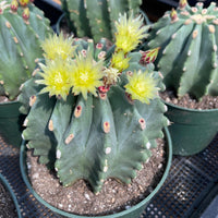 Rare Cactus - Ferocactus Glaucescens large
