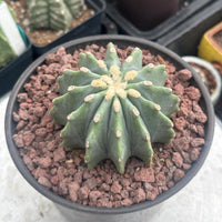 A close-up image of a cactus plant in a pot, with a textured surface and a small amount of soil visible.