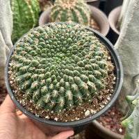 A hand is holding a potted cactus with a large, round, spiny green growth on top.