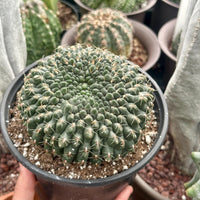 A hand is holding a potted cactus with a large, spiny green cactus in the foreground, surrounded by other potted cacti in the background.