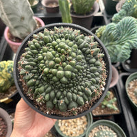 A hand is holding a potted cactus plant with a large, round, green growth on top.