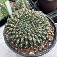 A close-up image of a cactus plant in a black pot, with a large, round, spiny green cactus growth.