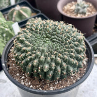 A close-up image of a cactus plant in a black pot, with a large, round, spiny green cactus growing in it.