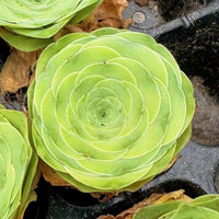 A close-up view of a large, vibrant green succulent plant with a distinctive rosette-like shape.