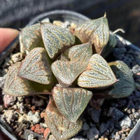 A close-up image of a potted succulent plant with distinctive, textured leaves.